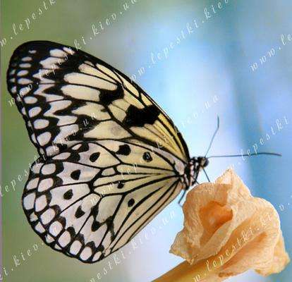 Метелик "Паперовий змій"